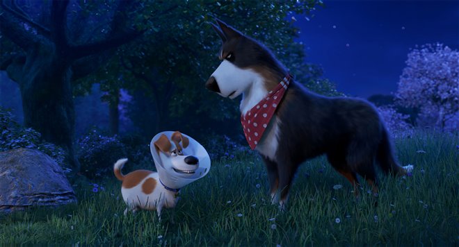 The Secret Life of Pets 2 - Photo Gallery