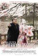 Cherry Blossoms Poster