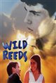 Wild Reeds Movie Poster