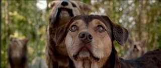 'A Dog's Way Home' Trailer