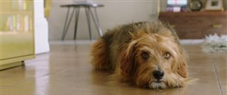 'Dog Days' Teaser Trailer
