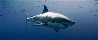 ENVOY: SHARK CULL Trailer