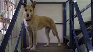 Isle of Dogs Featurette - "An Ode to Dogs on Set"
