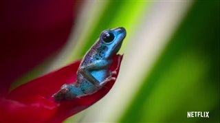 LIFE IN COLOR WITH DAVID ATTENBOROUGH Trailer
