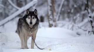 Sled Dogs - Official Trailer
